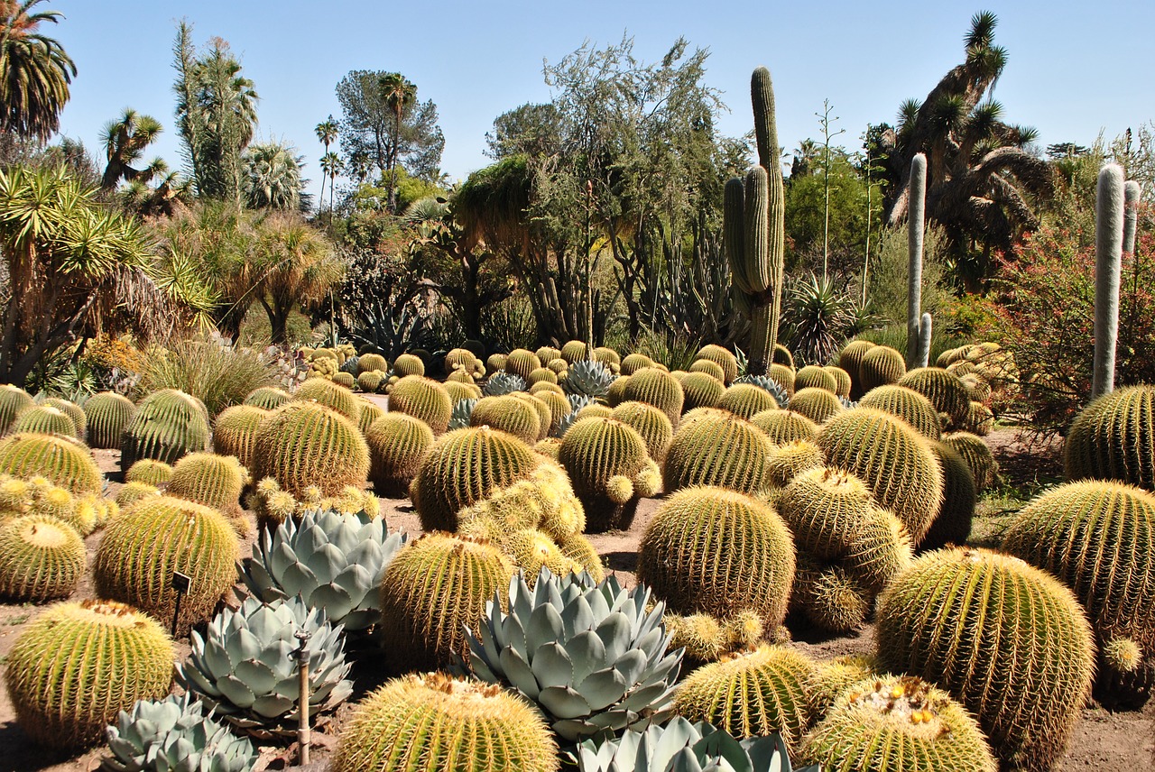 Desert Botanical Garden   Scottsdale