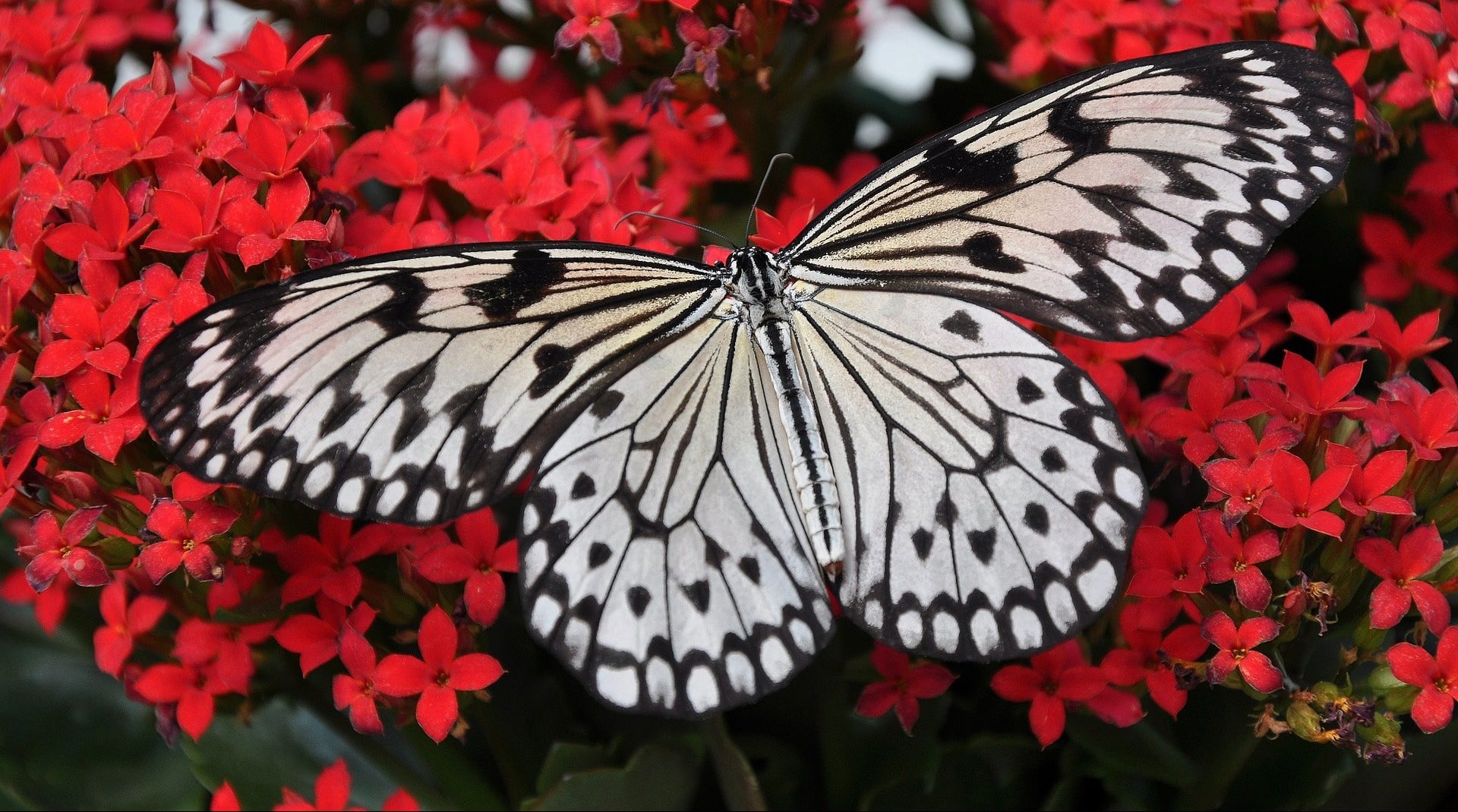 Butterfly Wonderland Scottsdale