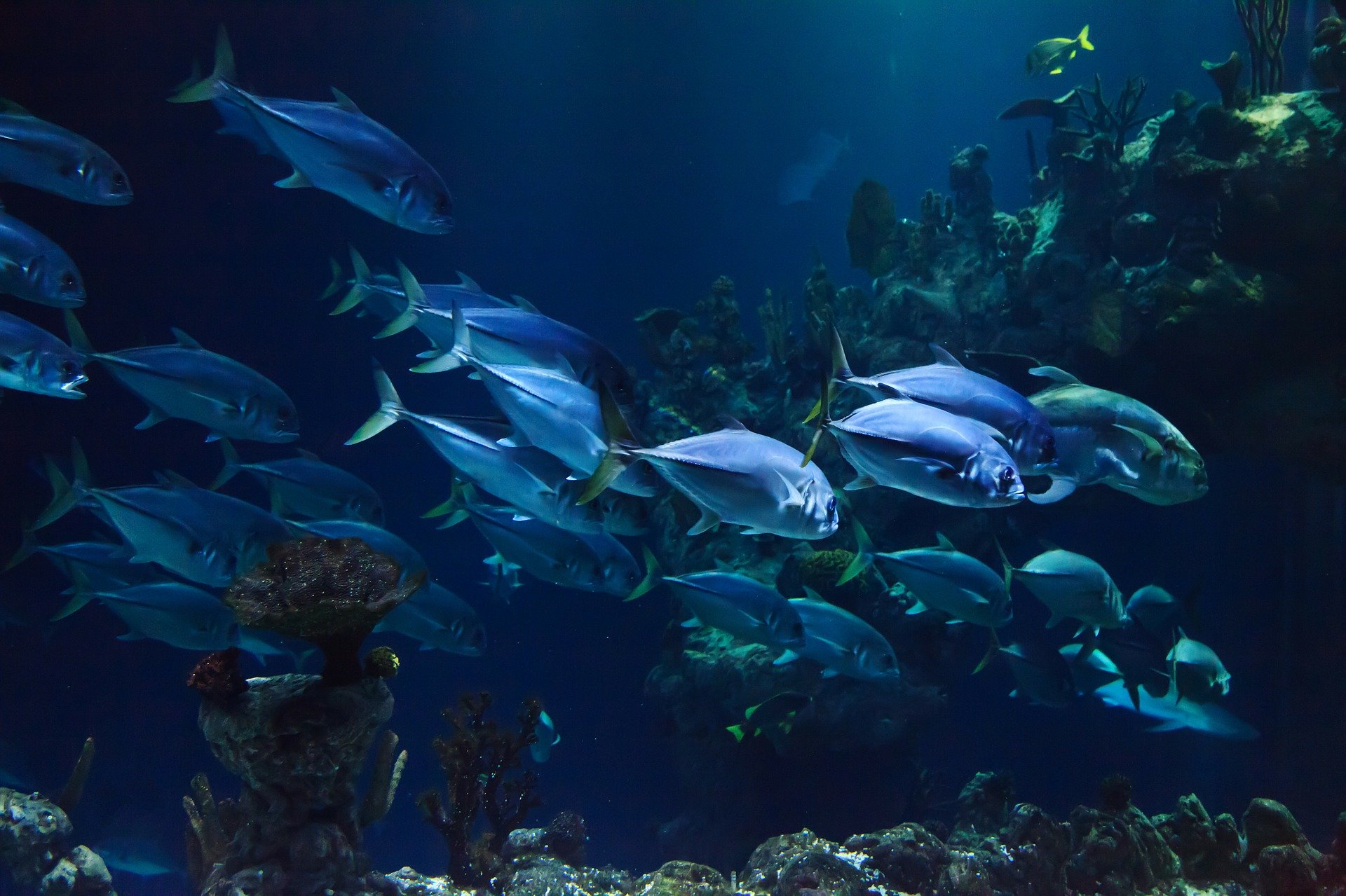 a school of fish swimming in water