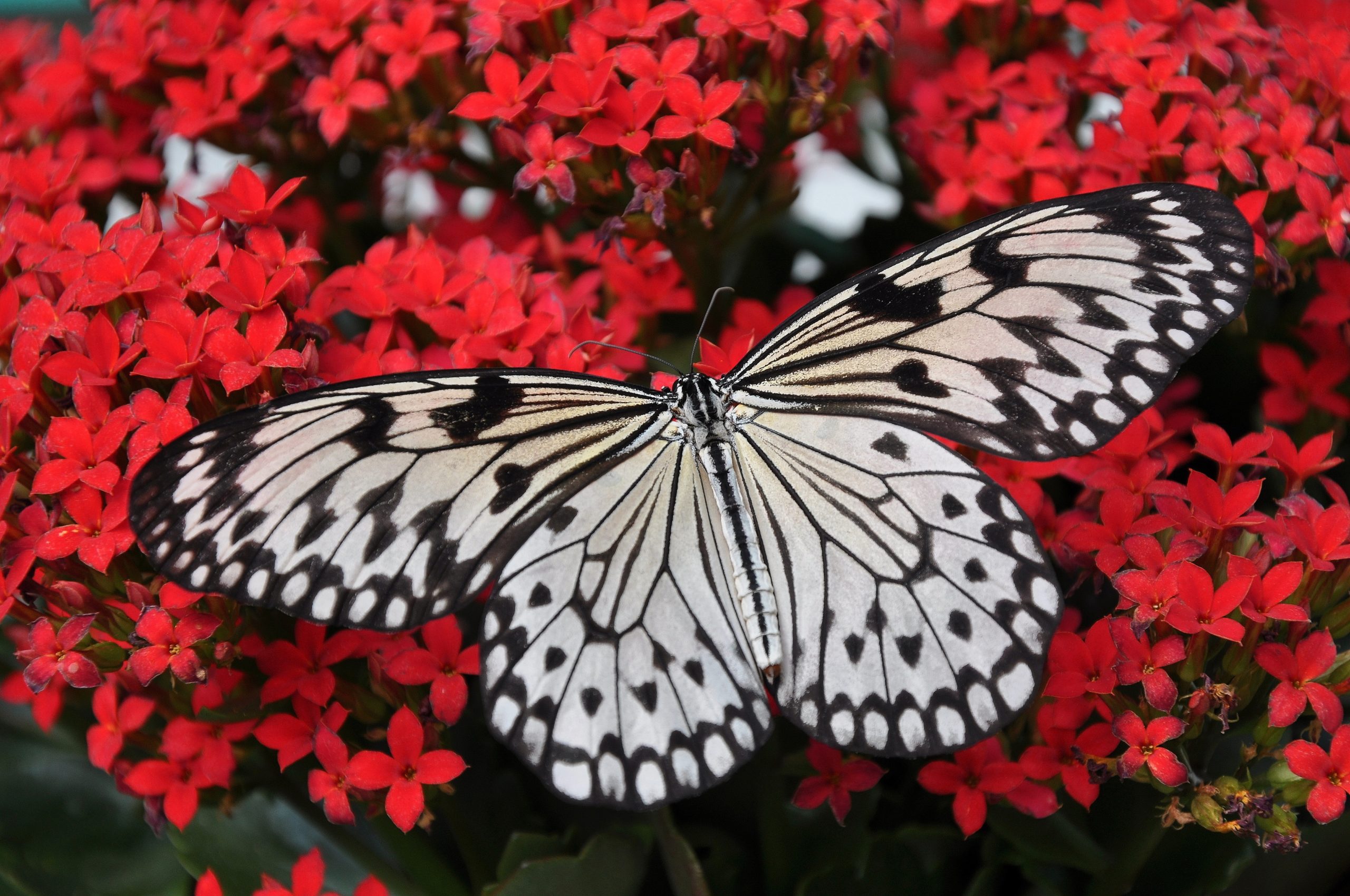 Enjoy the butterfly wonderland when you work remote on your vacation to Scottsdale